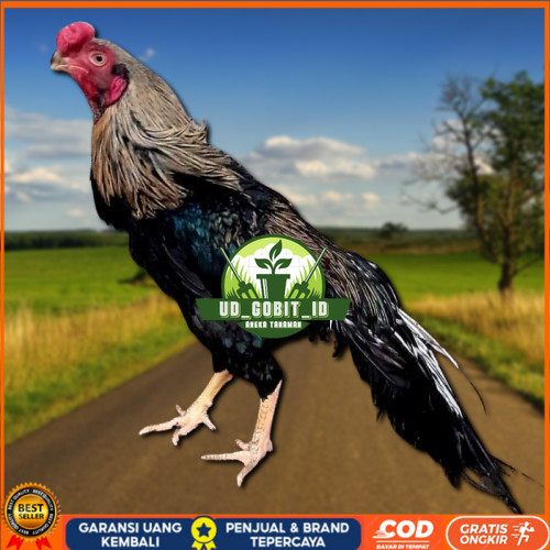 

telur ayam hias assel parrot untuk di tetaskan UD_GOBIT_ID