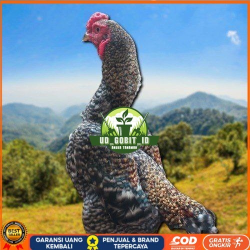 

telur ayam shamo fertil untuk ditetaskan UD_GOBIT_ID