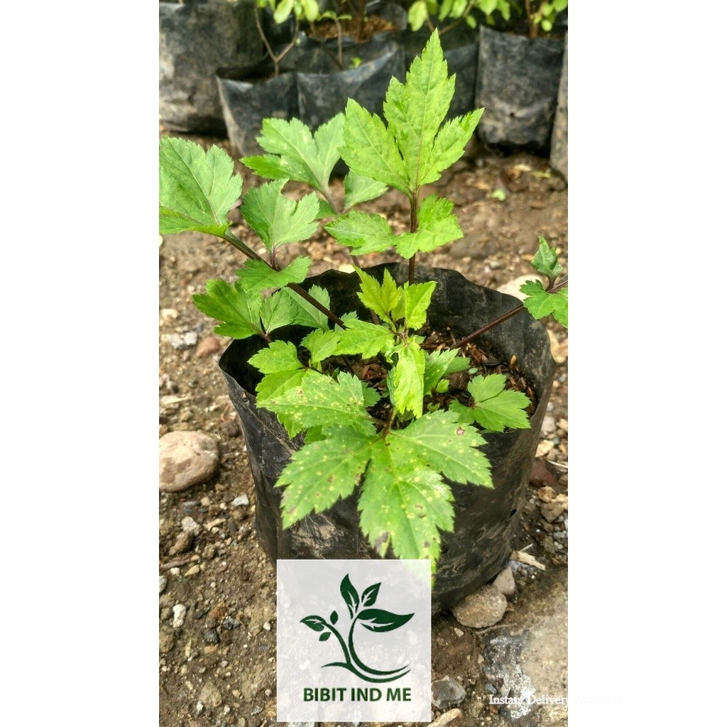 Bibit tanaman herbal Purwaceng
