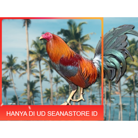 

telur ayam Philipin asli petarung bisa untuk di tetaskan UD SEANASTORE ID