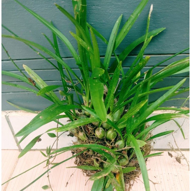 Anggrek hutan mini langka murah LK STORE