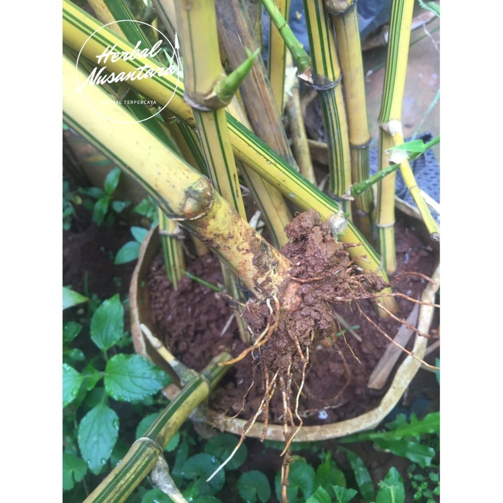 Bibit Benih Tanaman Bambu Ampel Kuning dan Bambu Ampel Hijau