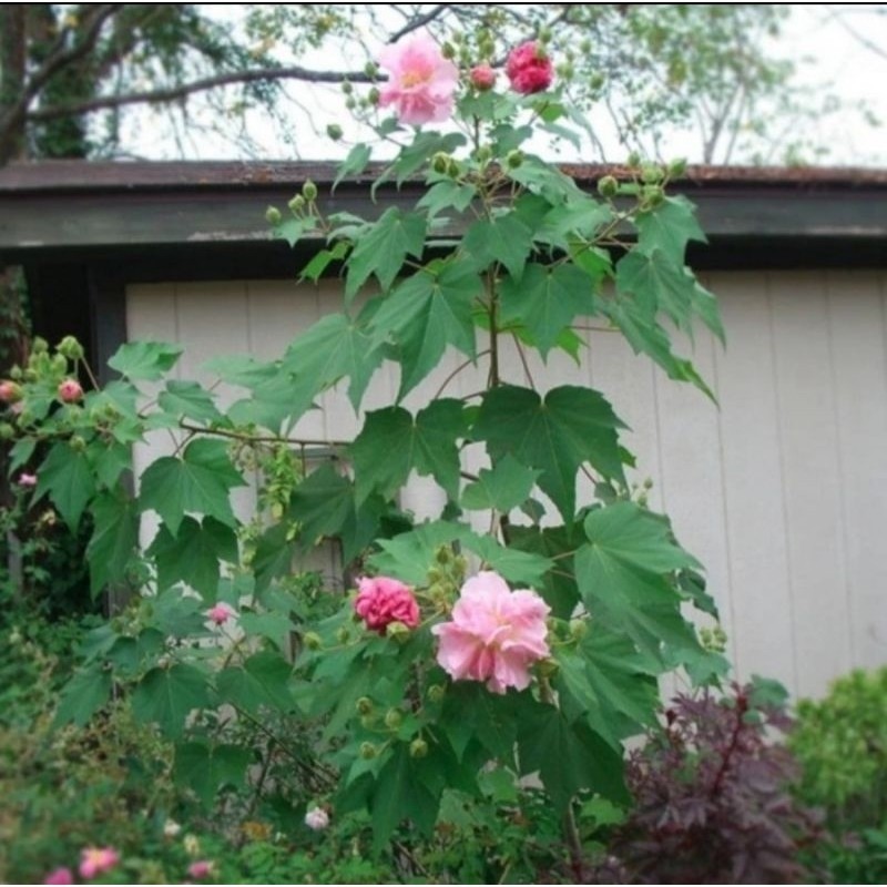 

Gelaskosong11 Daun waru landak segar 1 kilo