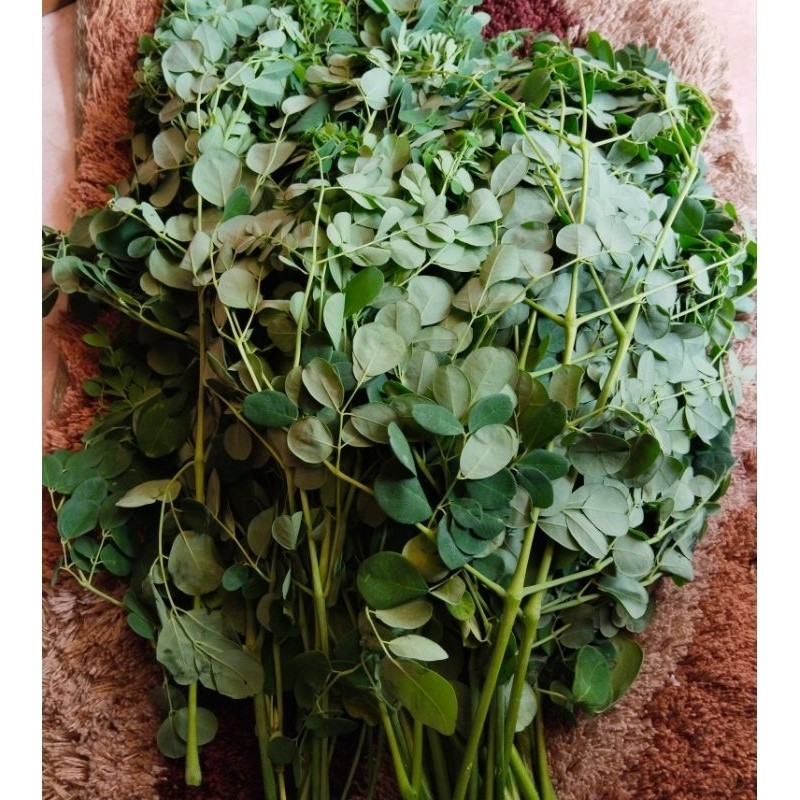 

daun kelor segar 500gram