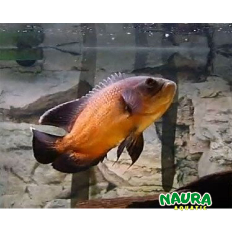 Hiasan aquarium Predator oscar paris tembaga 7-9 cm cepat besar