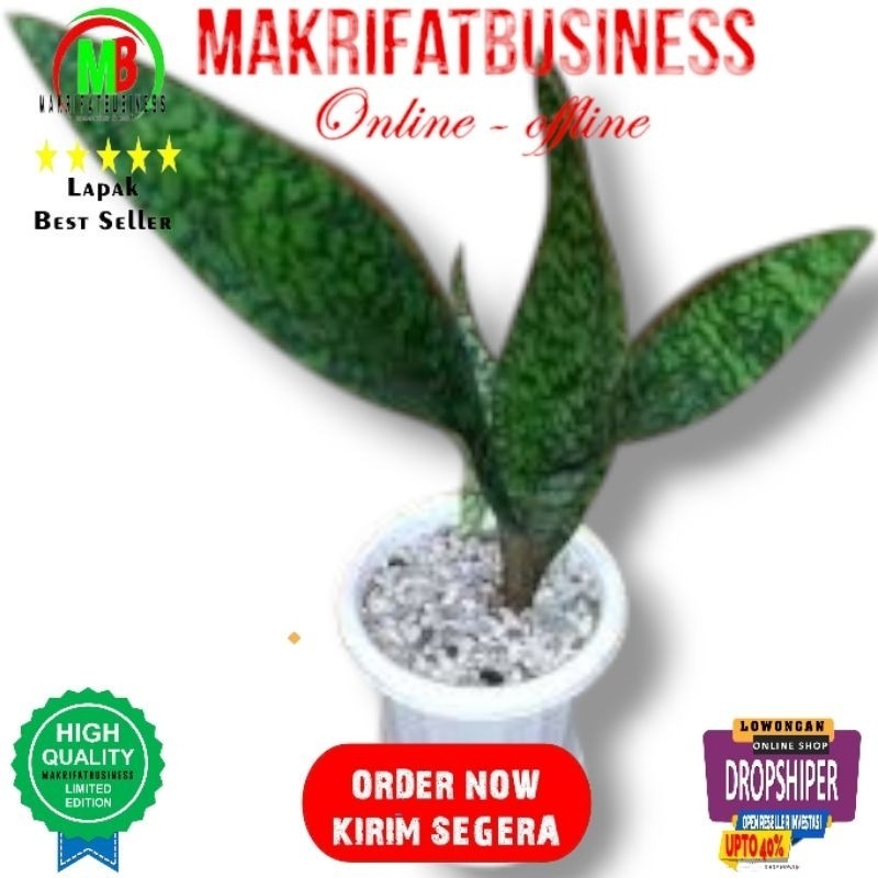 IMRON PRIBADI Paket 1 Bonggol Lidah Mertua  40 - 50  cm Anakan  SANSEVIERIA SANSIVERA GREEN TIGER  S