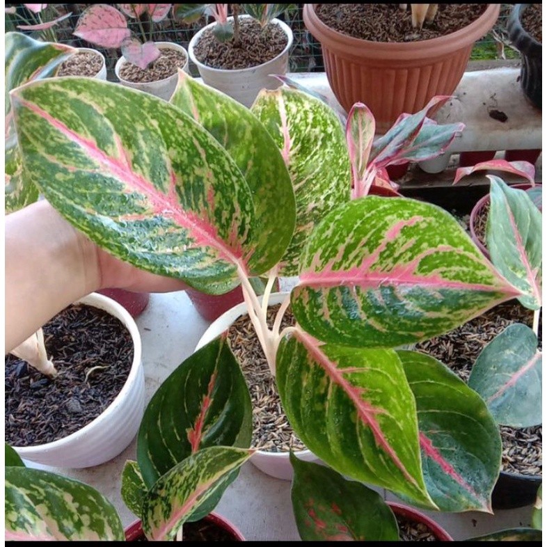 aglonema big papa/ aglonema big papa murah