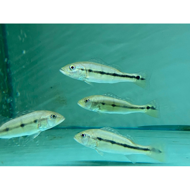 Peacockbass / Pbass Xingu