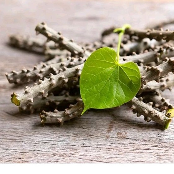 Batrawali / Brotowali / Sapih Asi ( Segar Bebas Pestisida )