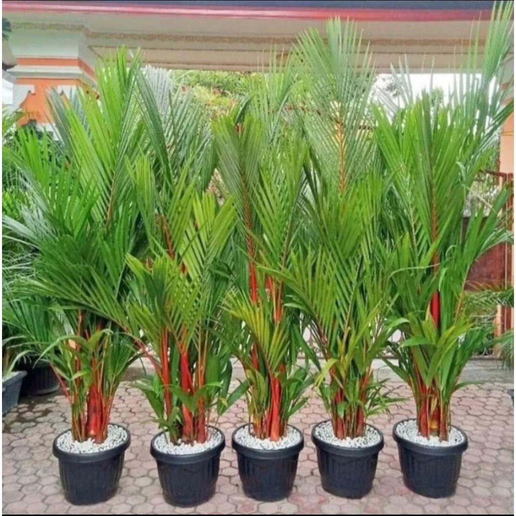 tanaman hias palem merah uk 30/50 cm