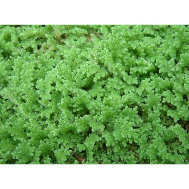 Tanaman Azolla Segar - Bibit Azolla 500 gr