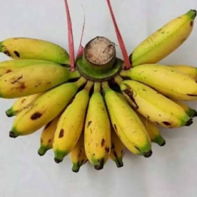 

PISANG LAMPUNG MANIS LEGIT (1 SISIR) - UD BUAH 3 SAUDARA