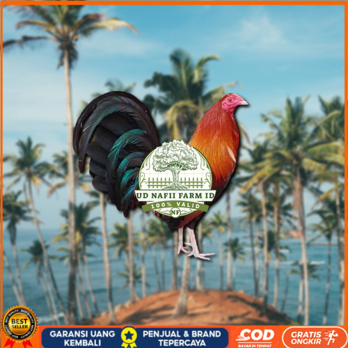 

telur ayam philipin asli AK47 bisa untuk di tetaskan ori vertil UD NAFII FARM ID