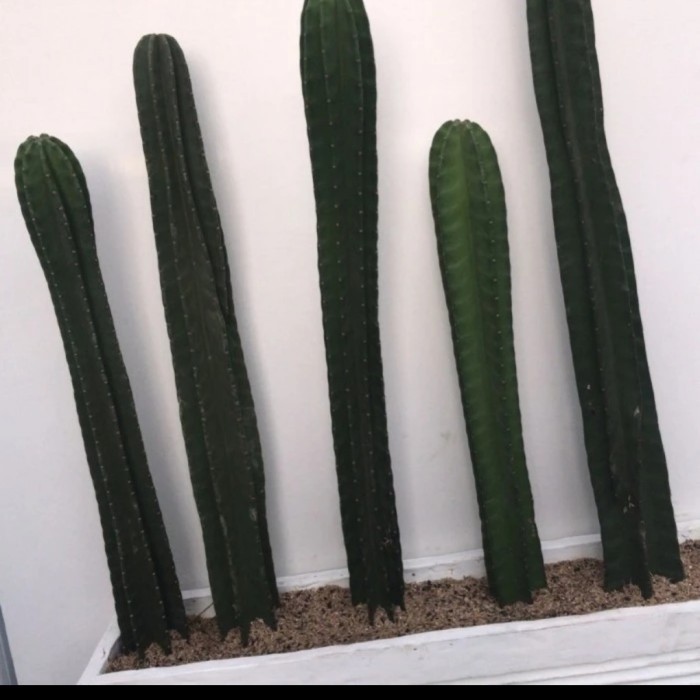 

LARIS -Tanaman kaktus koboi - -+1,2m