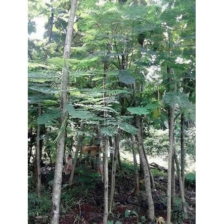 Pohon Pelindung (FLAMBOYAN)