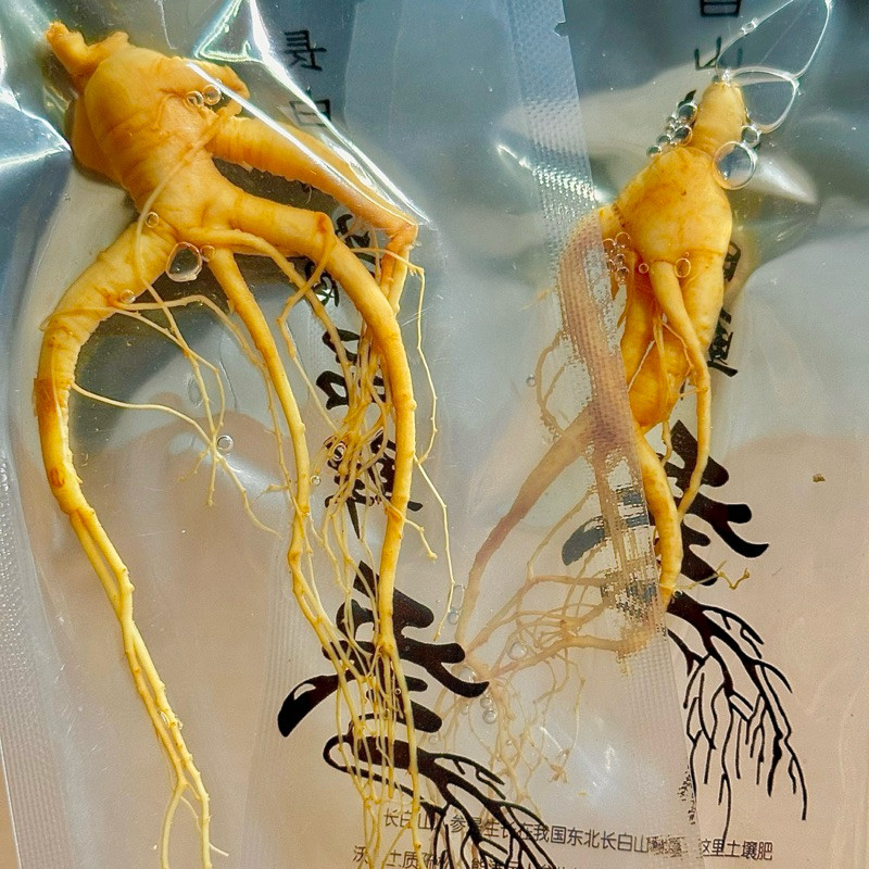 

3pcs Ginseng Segar 20gr Asli Changbai | Akar Ginseng Herbal untuk Rendaman