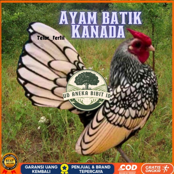 

telur ayam batik kanada / ayam kate hias untuk ditetaskan original berkualitas UD ANEKA BIBIT ID