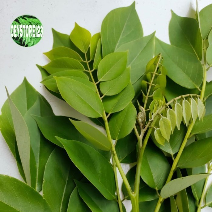 

Daun Gamal Segar 1 kg