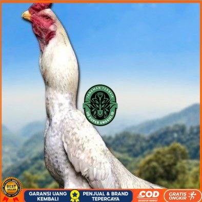 

telur ayam shamo berkualitas unggul UD_SUPER_UNGGUL_ID