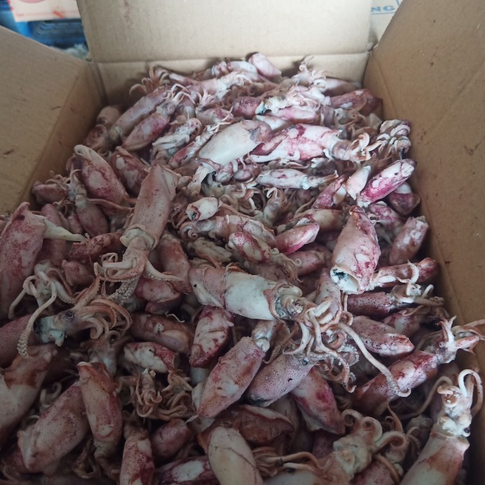 

Cumi asin 1kg/ikan asin cumi/cumi asin rebus - beby 1sampai4cm, 1kg