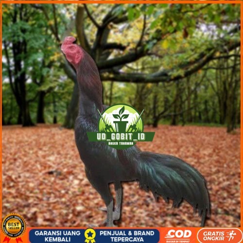 

Telur Ayam Pakhoy Berjenggot Vertil Siap Di Tetaskan Jaminan Super Oiginal Bergaransi UD_GOBIT_ID