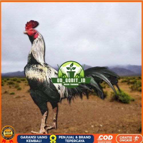 

telur ayam pama ninja original untuk di tetaskan berkualitas unggul UD_GOBIT_ID