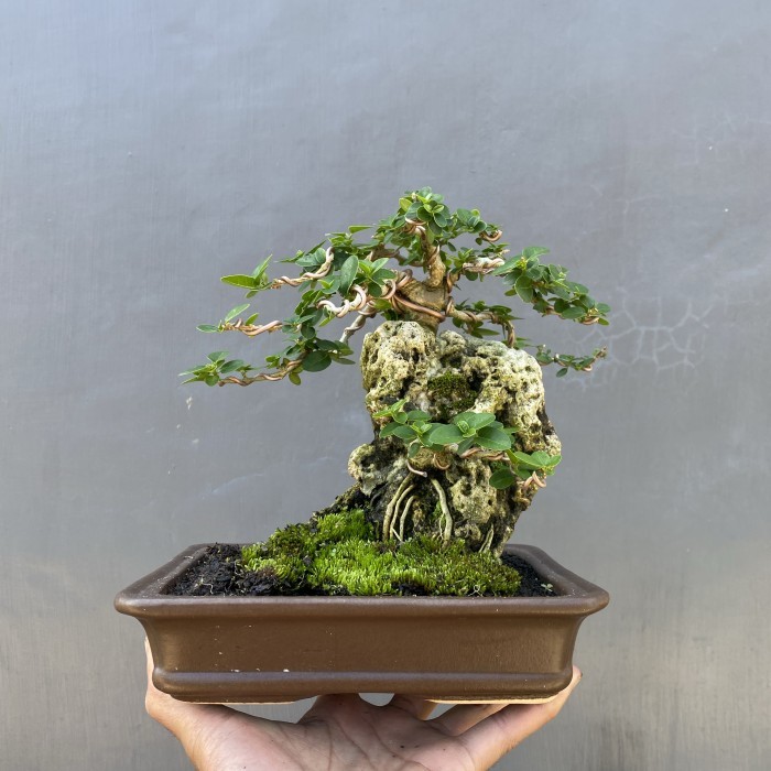 Bonsai Sancang mame on the rock.