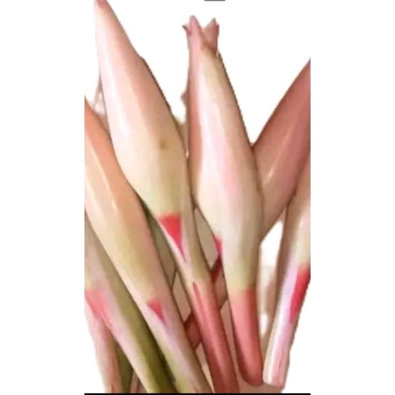 

Bunga kecombrang sayur fresh 10 pcs