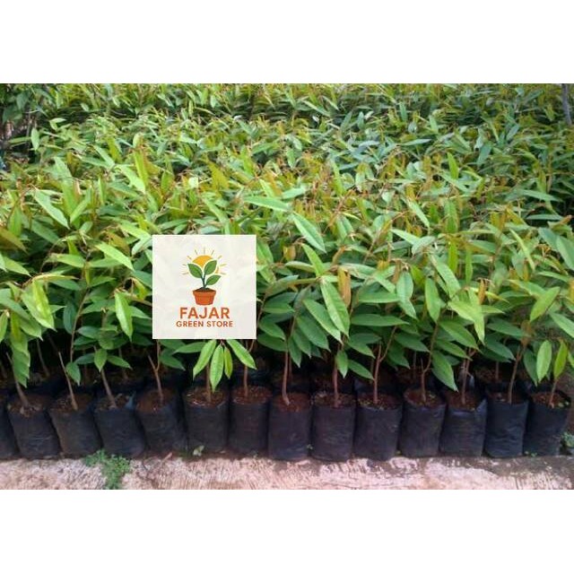 BIBIT DURIAN MUSANGKING JUMBO UNGGULAN SUPER BATANG PENDEK PEMBIBITAN DUREN MUSANG KING CEPAT BUAH F