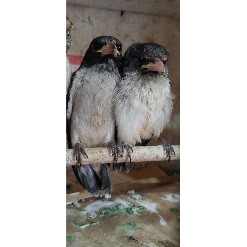 burung kekep babi anakan sepasang