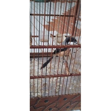 burung pentet jatim gacoran siap gantang ( blangkon )