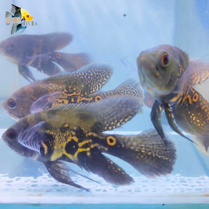 Oscar Tiger Batik Slayer/-+12cm (2 jari up) - batik slayer