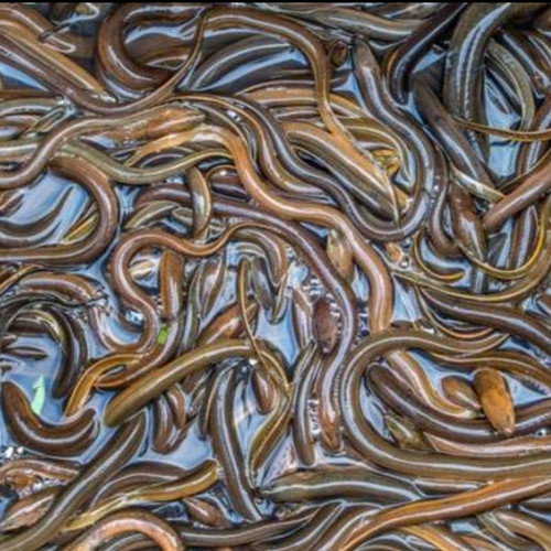 

Ikan Belut Hidup 500gr - 1kg