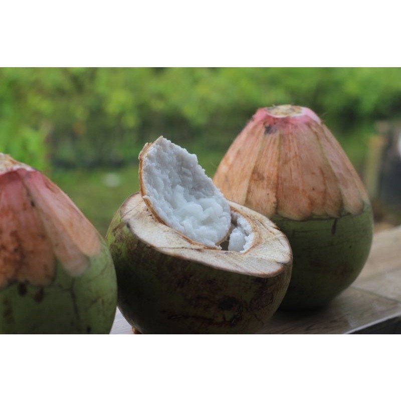 Bibit Kelapa 3 variasi Genjah Kopyor Wulung (Merah)