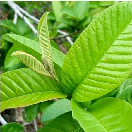 

DAUN JAMBU BIJI 100LEMBAR MURAH OBAT HERBAL OBAT TRADISIONAL OBAT ALAMI