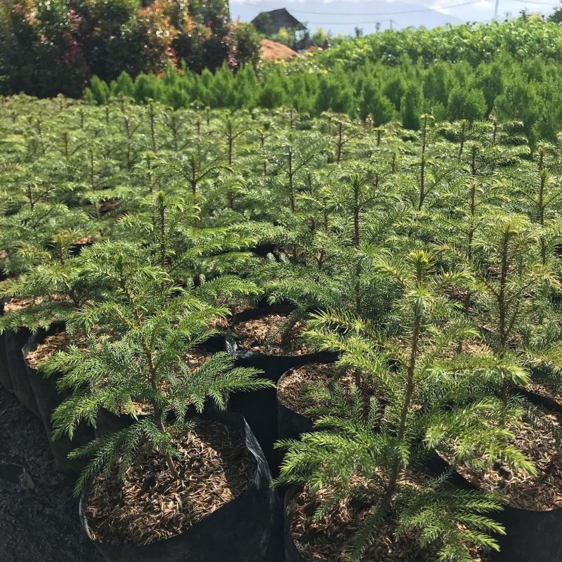 Cemara Pentris - Cemara Norfolk - tinggi 40 cm up