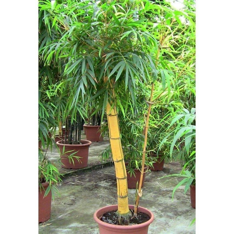 bibit bambu kuning jumbo siap tanam