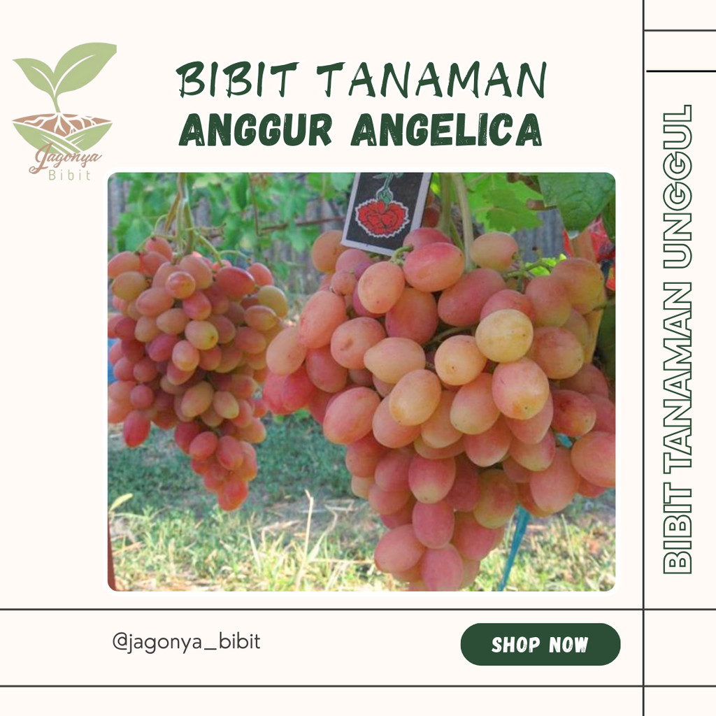 

bibit anggur Import angelica grafting