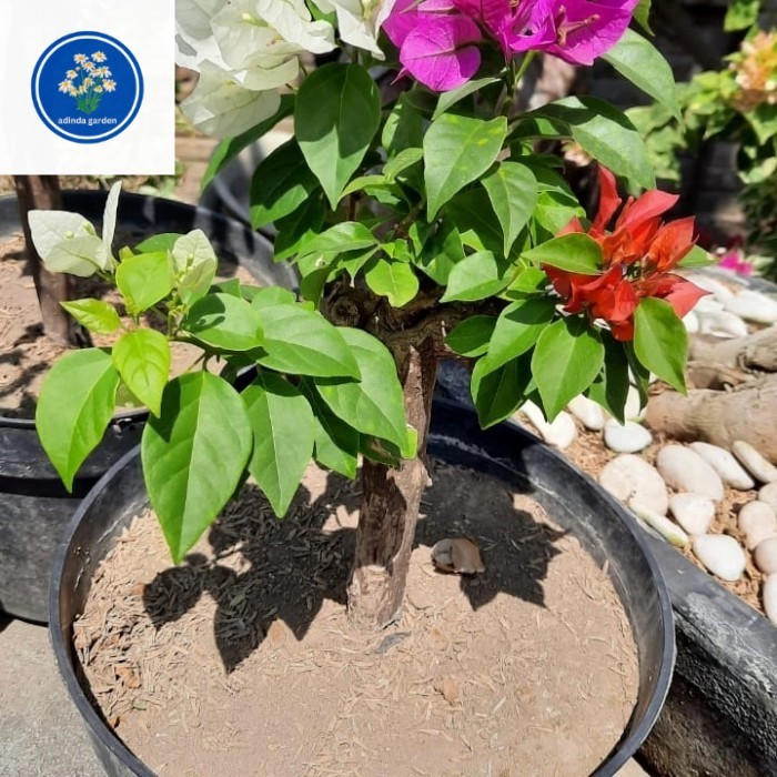 bunga bugenvil 3 warna