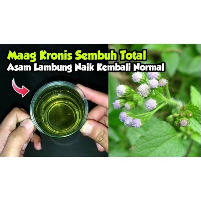 

Termurah Daun bandotan babadotan segar 1kg siap petik non pestisida