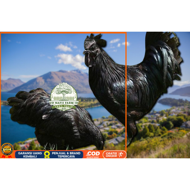 

telur ayam cemani lidah hitam (asli) bisa untuk di tetaskan vertil UD NAFII FARM ID