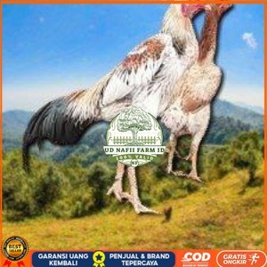 

telur tetas ayam shamo super big UD NAFII FARM ID