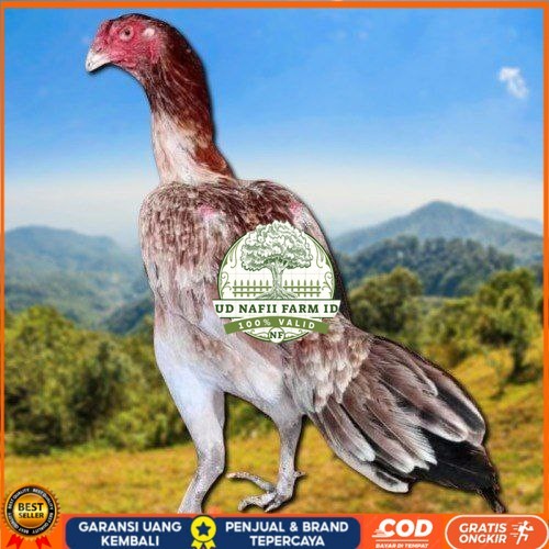 

telur ayam shamo eropa bisa untuk di tetaskan UD NAFII FARM ID