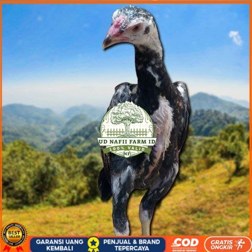 

PAKET MURAH 3 EKOR TELUR SHAMO (Cod) UD NAFII FARM ID