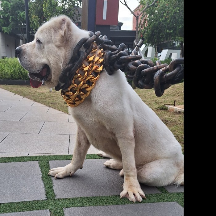 GD Rantai Kalung Anjing besar , kalung jumbo gold edisi sultan