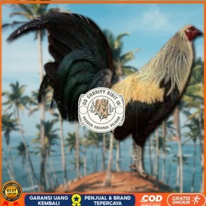 

telur ayam philipin asli AK47 bisa untuk di tetaskan bergaransi UD GHANIYY BIBIT ID