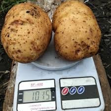 

kentang super wonosobo asli kentang istimewa 500gr