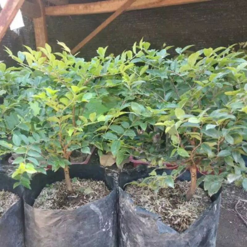 Tanaman Anggur Brazil--Tanaman Anggur Brazil - Anggur - Pohon Anggur