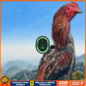 

telur ayam shamo original super garansi UD_SUPER_UNGGUL_ID