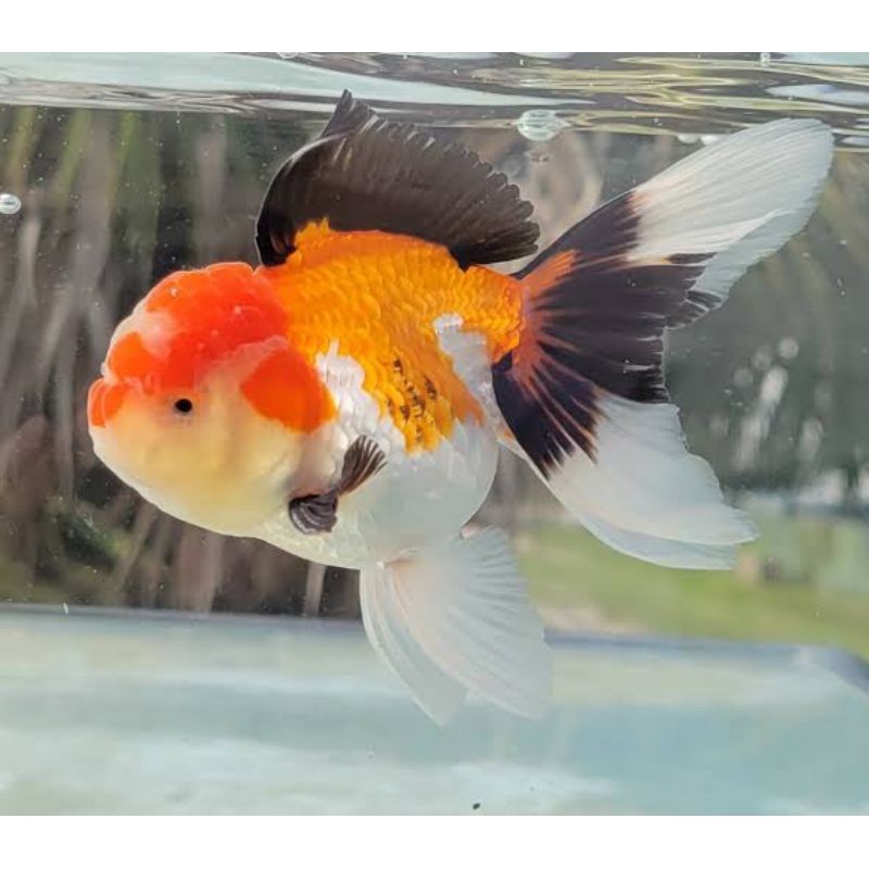 Hiasan aquarium oranda threecolor tricolor 7-9 gen bagongan Tulungagung
